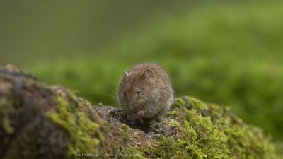 R6II2892-Rosse Woelmuis.jpg