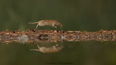 R6II3258-Rosse Woelmuis.jpg