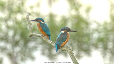 Alcedo atthis / IJsvogel / Kingfisher