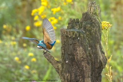 Alcedo atthis / IJsvogel / Kingfisher