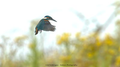 Alcedo atthis / IJsvogel / Kingfisher
