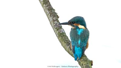 Alcedo atthis / IJsvogel / Kingfisher