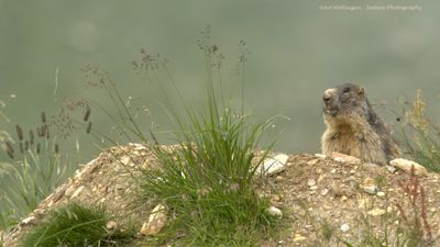 R6II7755-Alpenmarmot.jpg