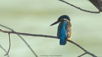 IJsvogel