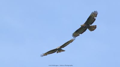 R6II8811-Wespendief.jpg