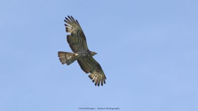 R6II8795-Wespendief.jpg