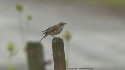 R6II8450-Grauwe Klauwier juv.jpg