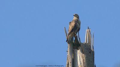 R6II8151-Buizerd.jpg