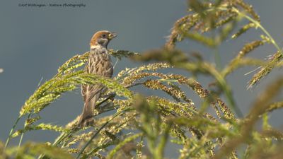 R6II8118-Ringmus.jpg