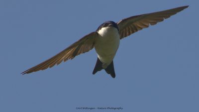 R6II4821-Huiszwaluw.jpg