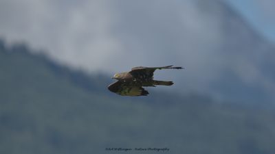 R6II4234-Wespendief.jpg