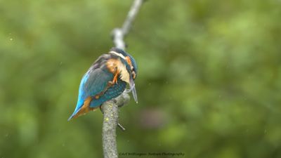 Alcedo atthis / IJsvogel / Kingfisher