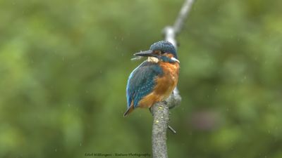 Alcedo atthis / IJsvogel / Kingfisher