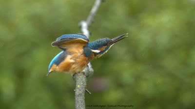 Alcedo atthis / IJsvogel / Kingfisher