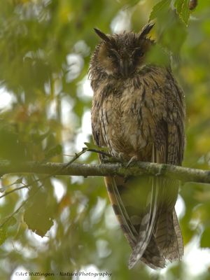Ransuil / Long-eared Owl