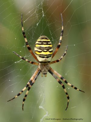 Wespspin / Wasp spider