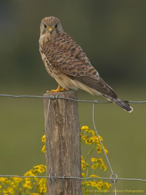 Falco Tinnunculus / Torenvalk / Kestrel