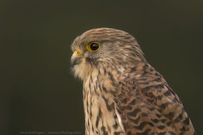 Falco Tinnunculus / Torenvalk / Kestrel