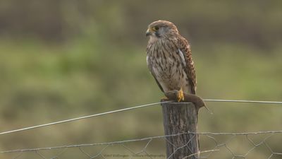 Falco Tinnunculus / Torenvalk / Kestrel
