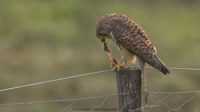 Falco Tinnunculus / Torenvalk / Kestrel