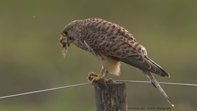 Falco Tinnunculus / Torenvalk / Kestrel