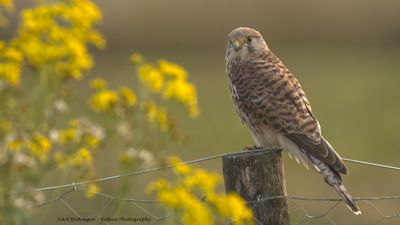 Falco Tinnunculus / Torenvalk / Kestrel