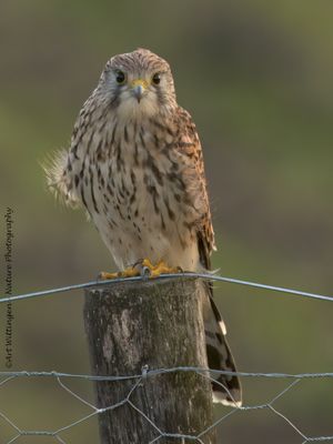 Falco Tinnunculus / Torenvalk / Kestrel