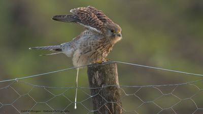 Falco Tinnunculus / Torenvalk / Kestrel