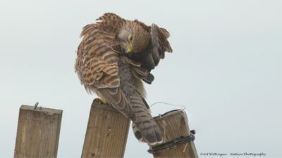 Falco Tinnunculus / Torenvalk / Kestrel