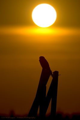 R6II5463-Torenvalk.jpg