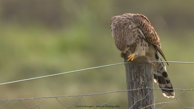 R6II2428-Torenvalk.jpg