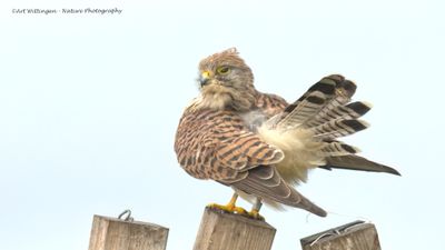 R6II4267-Torenvalk.jpg