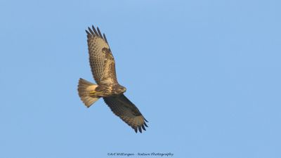 R6II5834-Buizerd.jpg