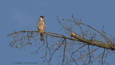 Boomvalk / Eurasian Hobby