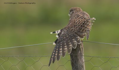 Torenvalk / Kestrel