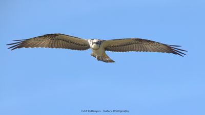 Pandion haliaetus / Visarend / Osprey
