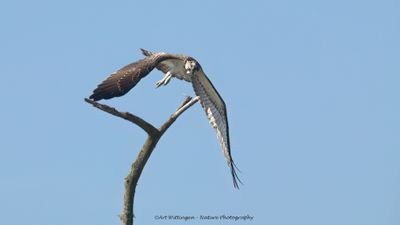 Pandion haliaetus / Visarend / Osprey