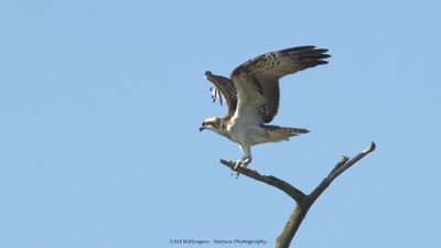 Pandion haliaetus / Visarend / Osprey