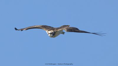 Pandion haliaetus / Visarend / Osprey