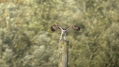 Pandion haliaetus / Visarend / Osprey