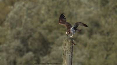 Pandion haliaetus / Visarend / Osprey