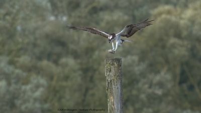 Pandion haliaetus / Visarend / Osprey