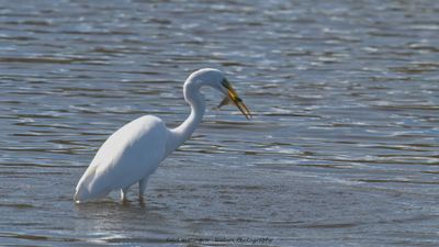 Egretta Alba / Grote Zilverreiger / Great White Heron
