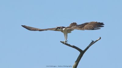 Pandion haliaetus / Visarend / Osprey