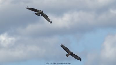 Pandion haliaetus / Visarend / Osprey