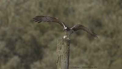 Visarend / Osprey