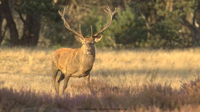 Cervus elaphus / Edelhert / Red deer