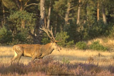 Cervus elaphus / Edelhert / Red deer