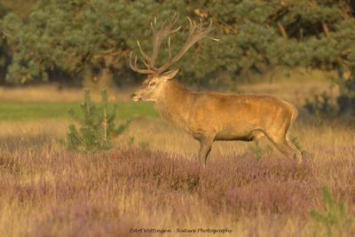 Cervus elaphus / Edelhert / Red deer