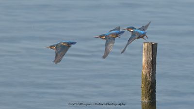 Alcedo atthis / IJsvogel / Kingfisher